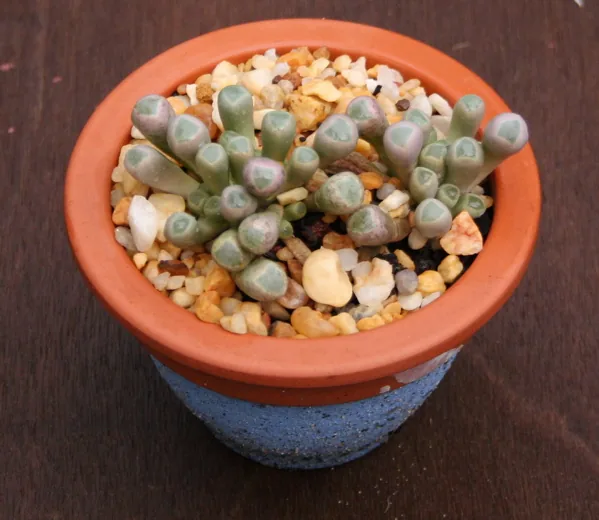 Baby Toes