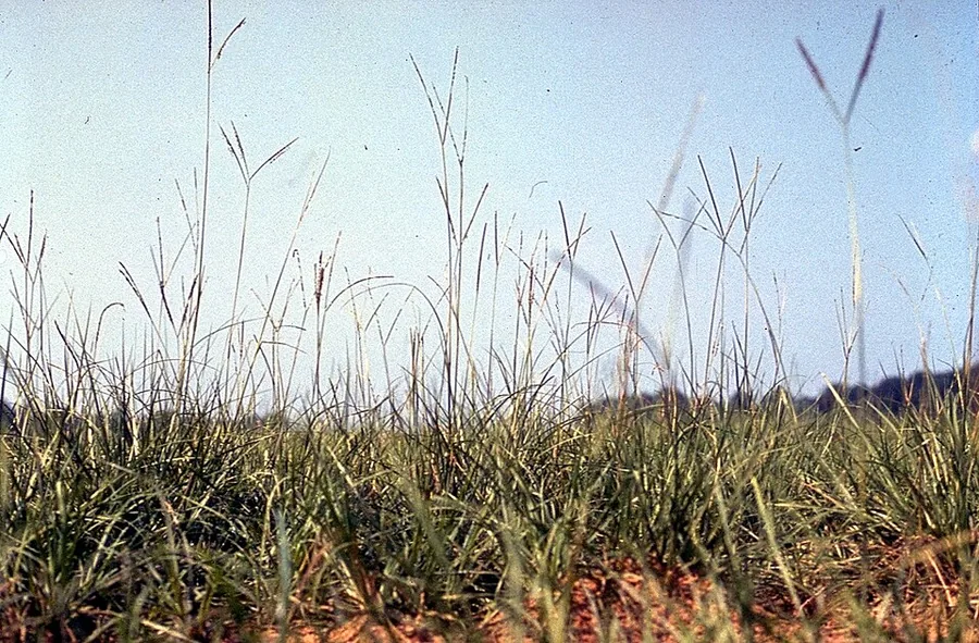 Bahiagrass