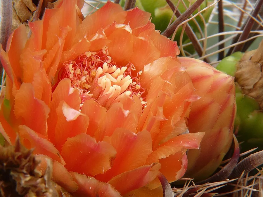 Barrel Cactus