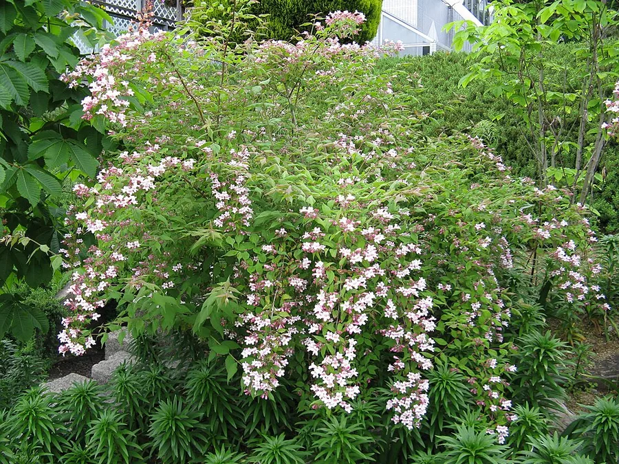 Beautybush
