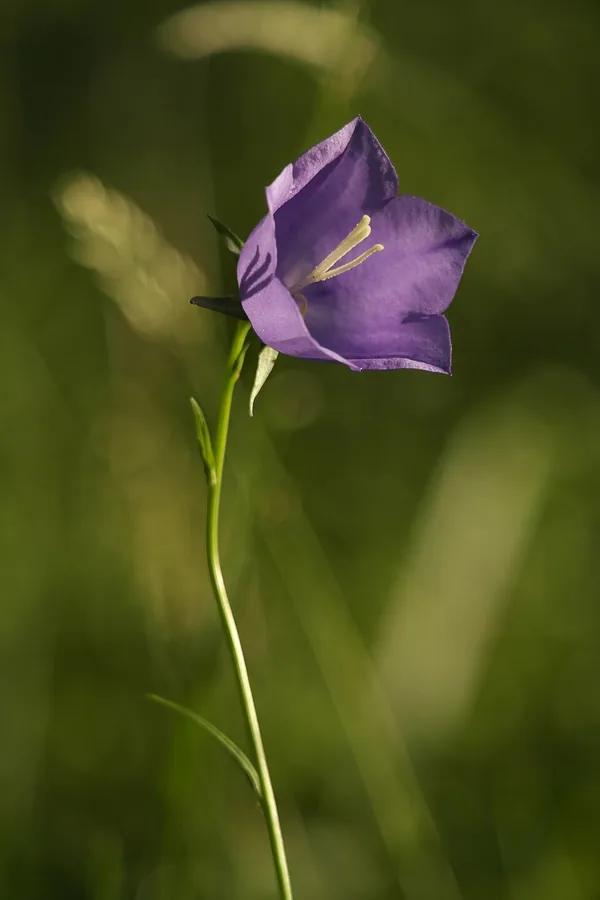 Bellflower