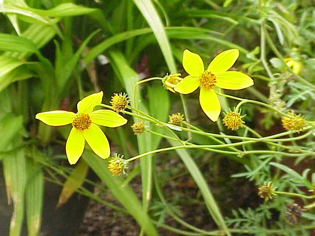 Bidens