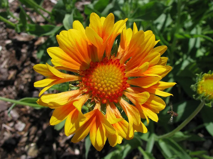 Blanket Flower