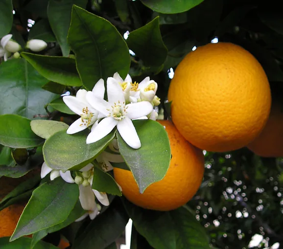 Blood Orange