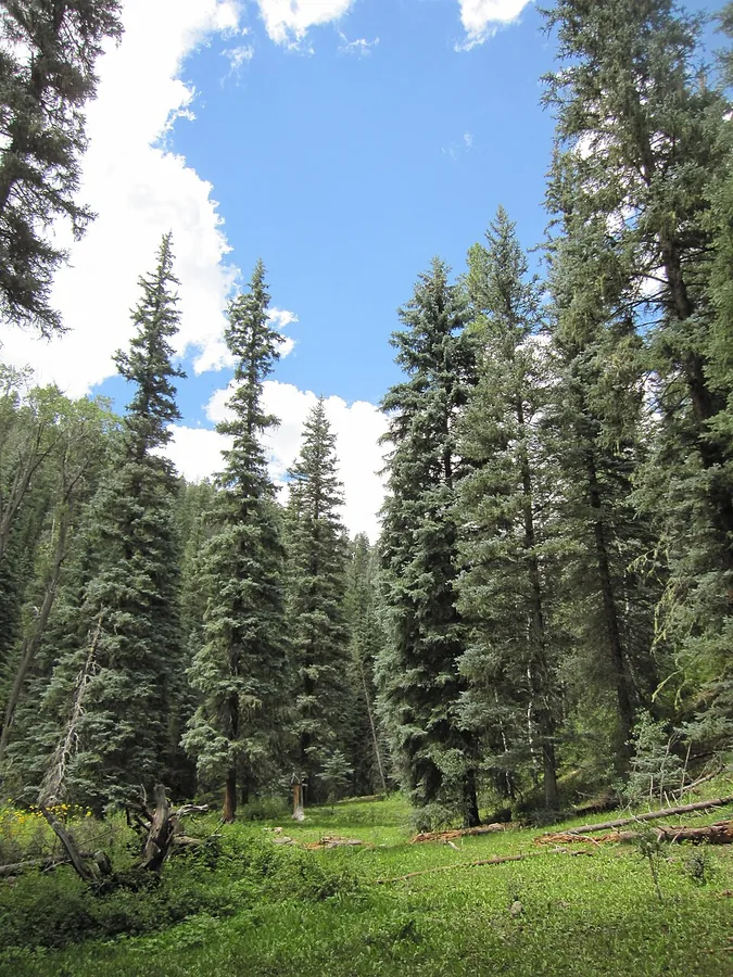 Colorado Blue Spruce