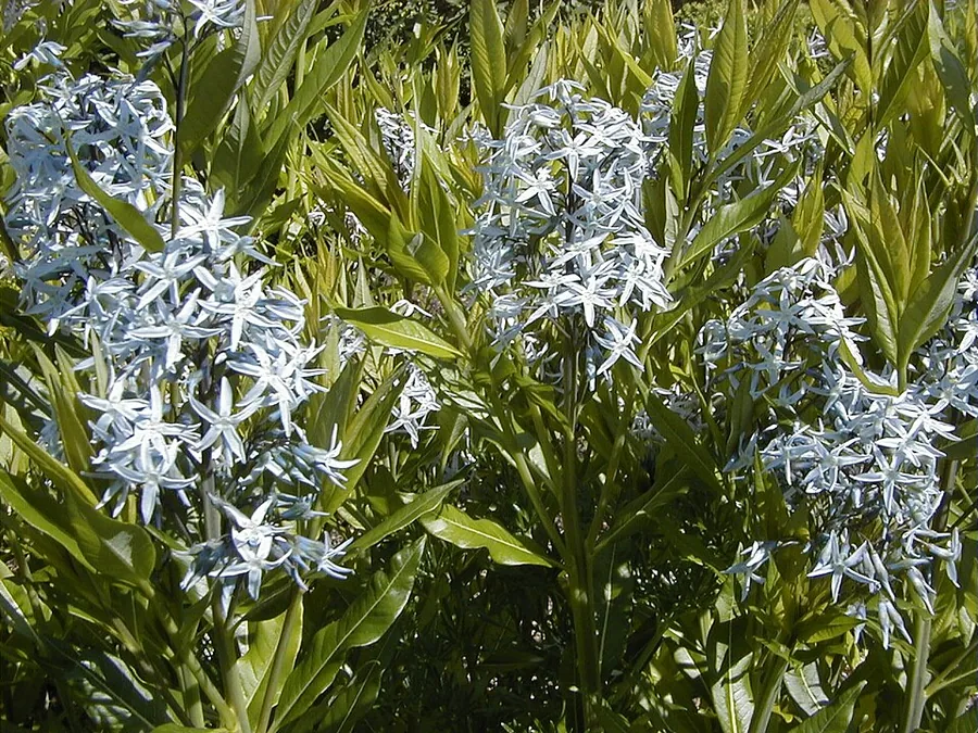 Blue Star