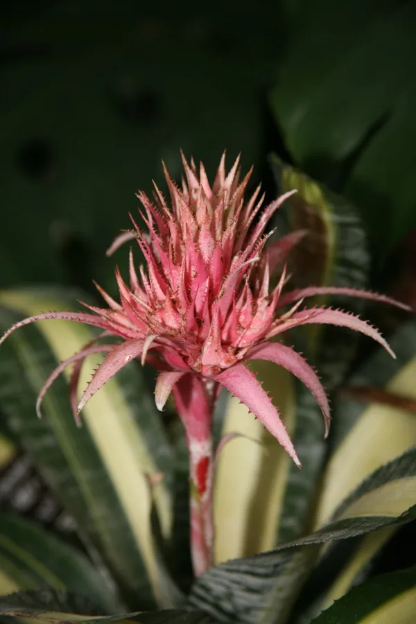 Bromeliad