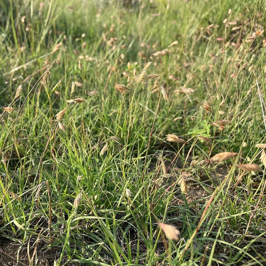 Buffalo Grass