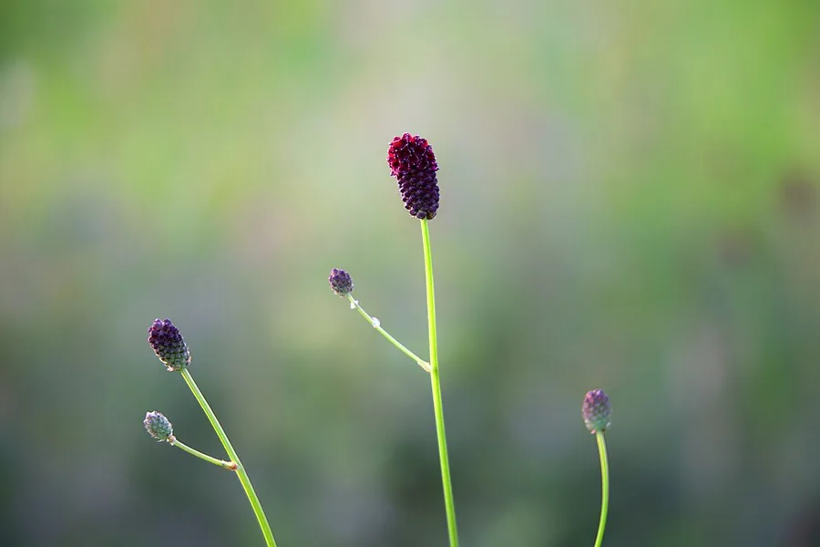 Great Burnet
