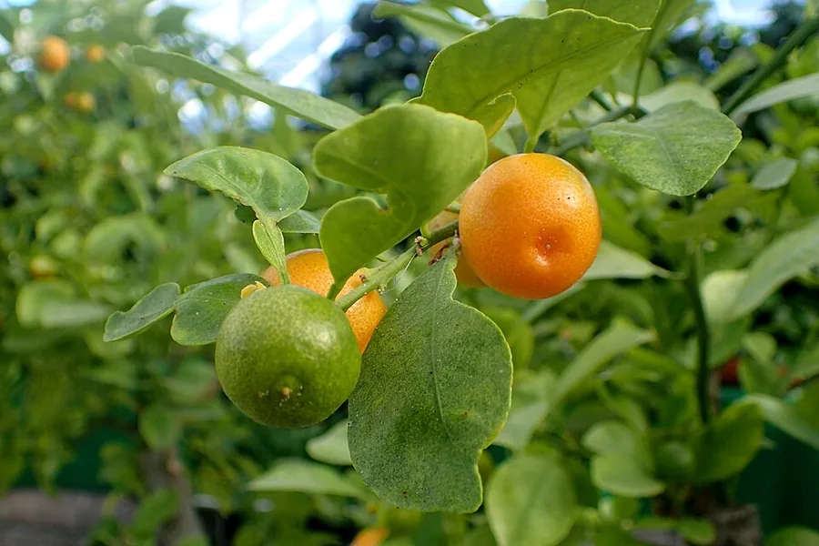 Calamondin Orange