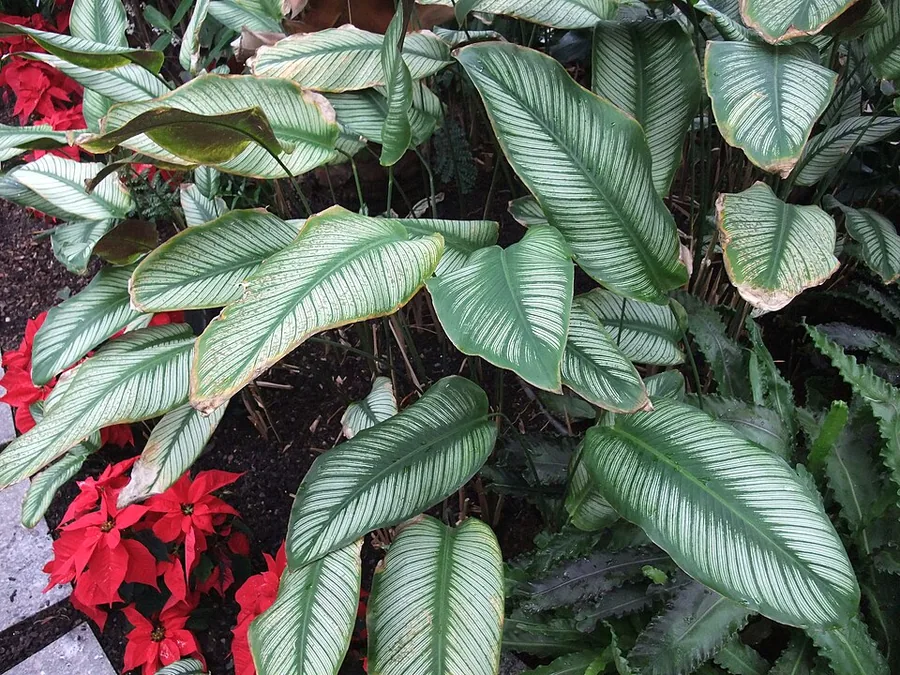 Pinstripe Calathea