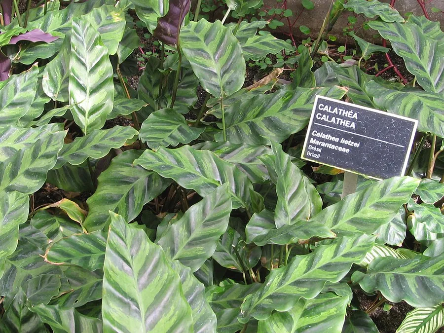 Calathea White Fusion
