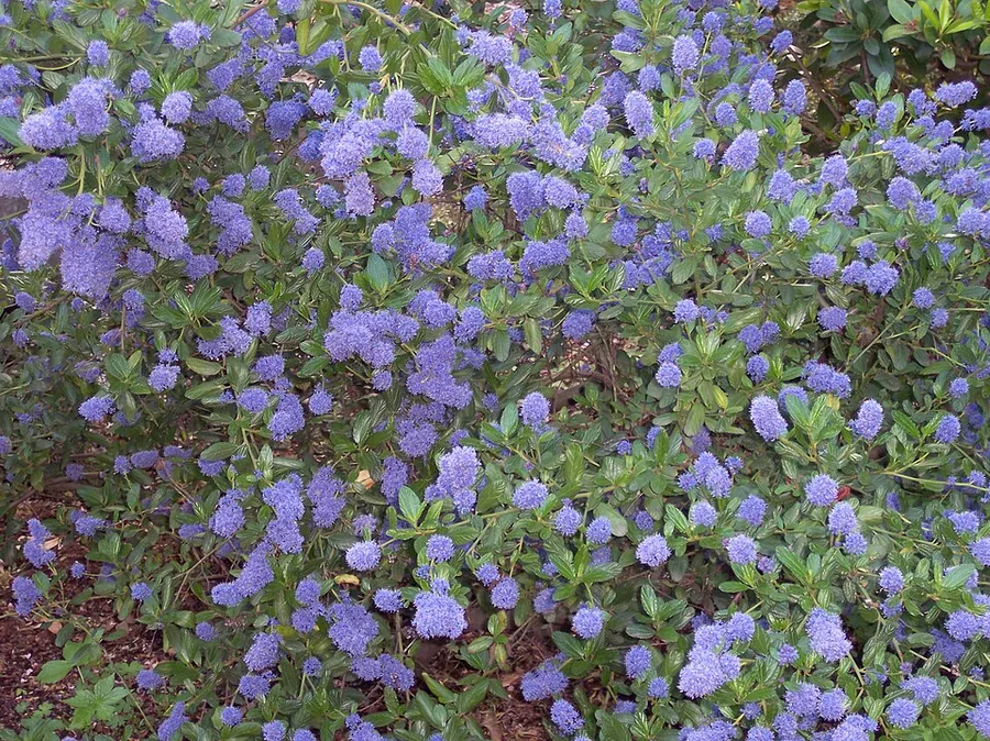 California Lilac