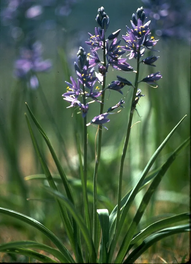 Common Camas