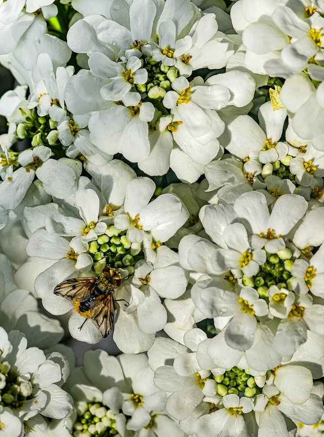 Candytuft
