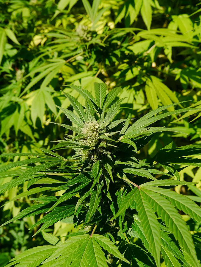Cannabis / Hemp