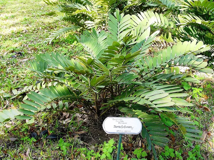Cardboard Palm