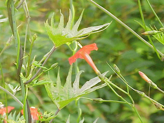 Cardinal Climber