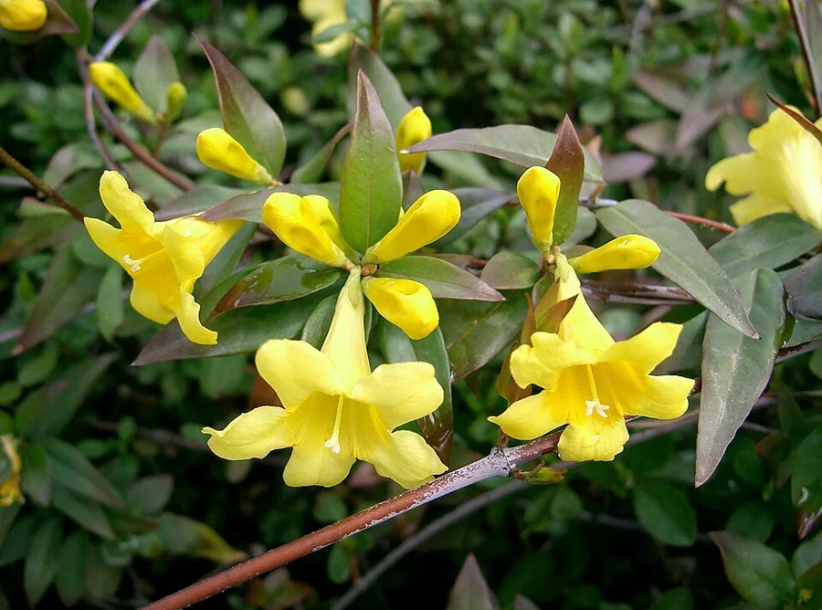 Carolina Jessamine