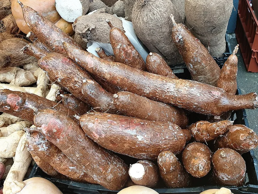 Cassava