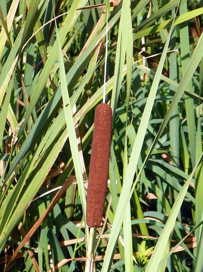 Cattail