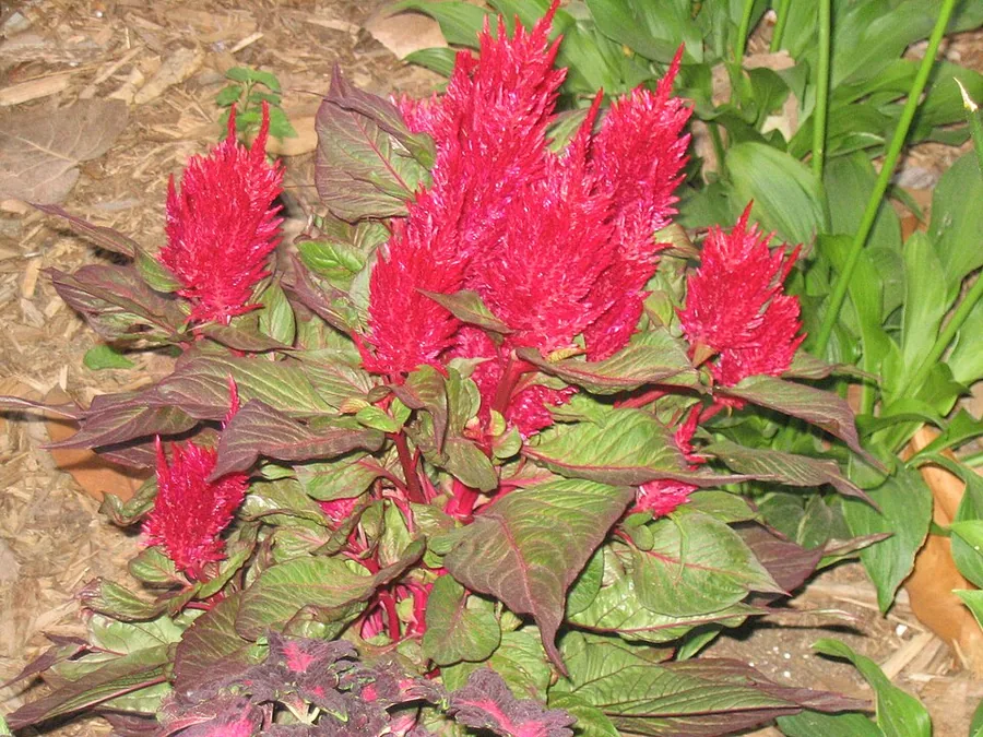 Celosia
