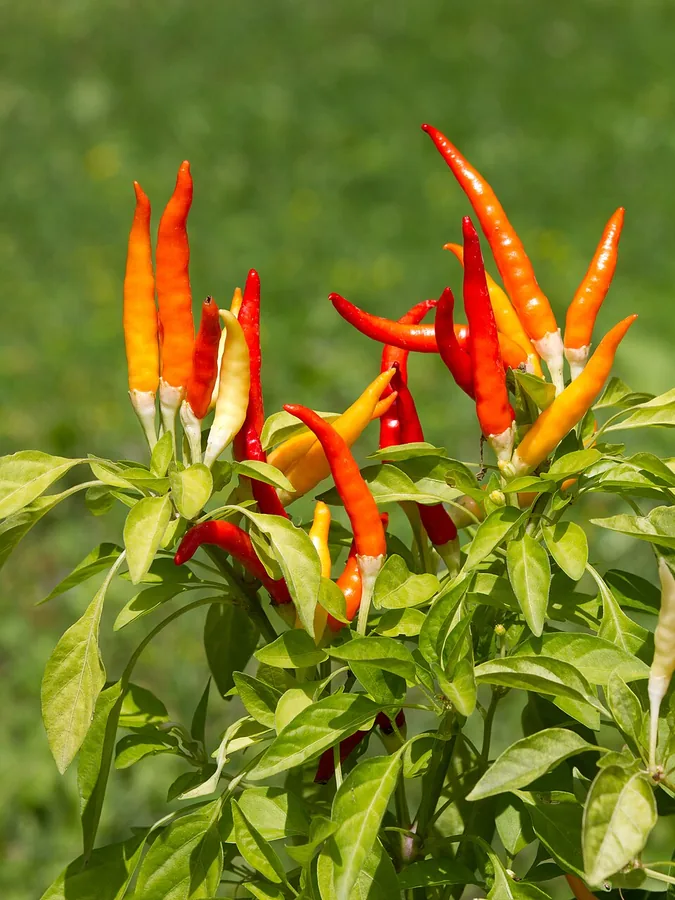 Chili Pepper