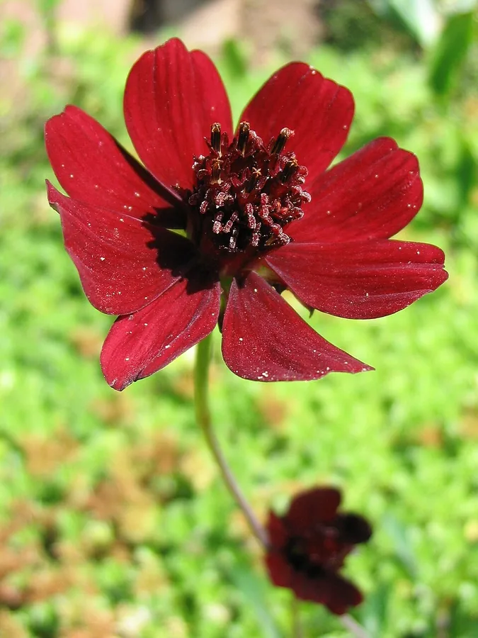 Chocolate Cosmos