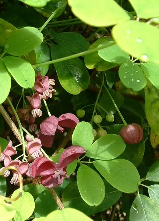 Chocolate Vine