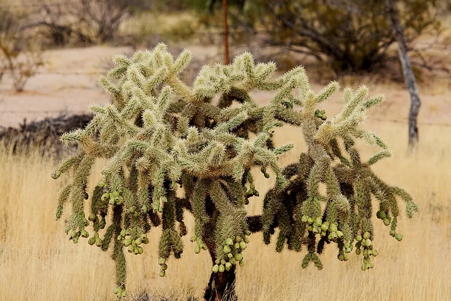 Cholla Cactus