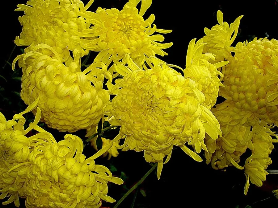Chrysanthemum