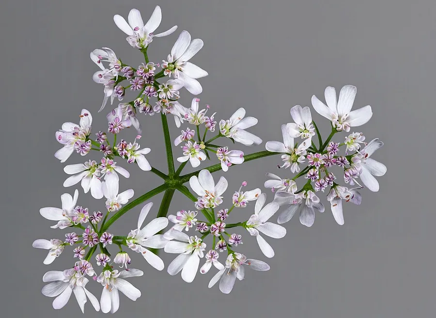 Cilantro