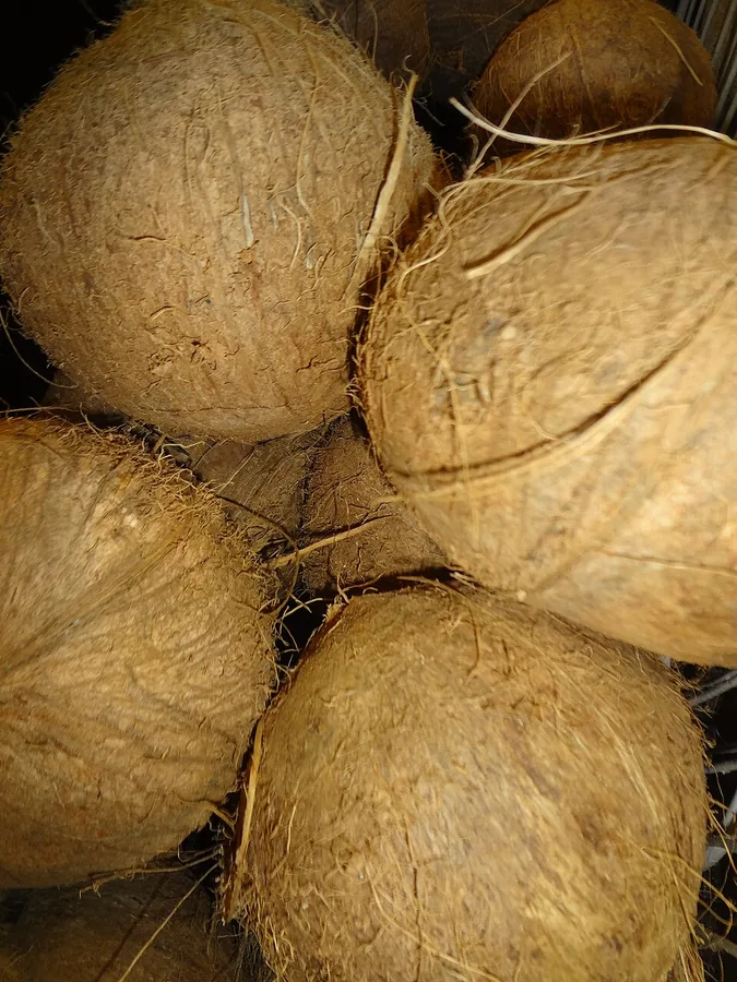 Coconut Palm