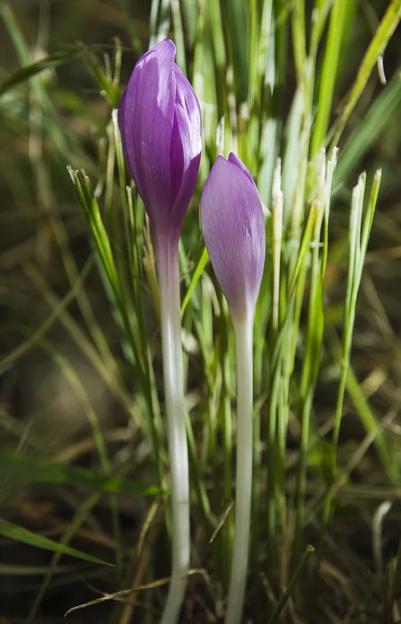Autumn Crocus