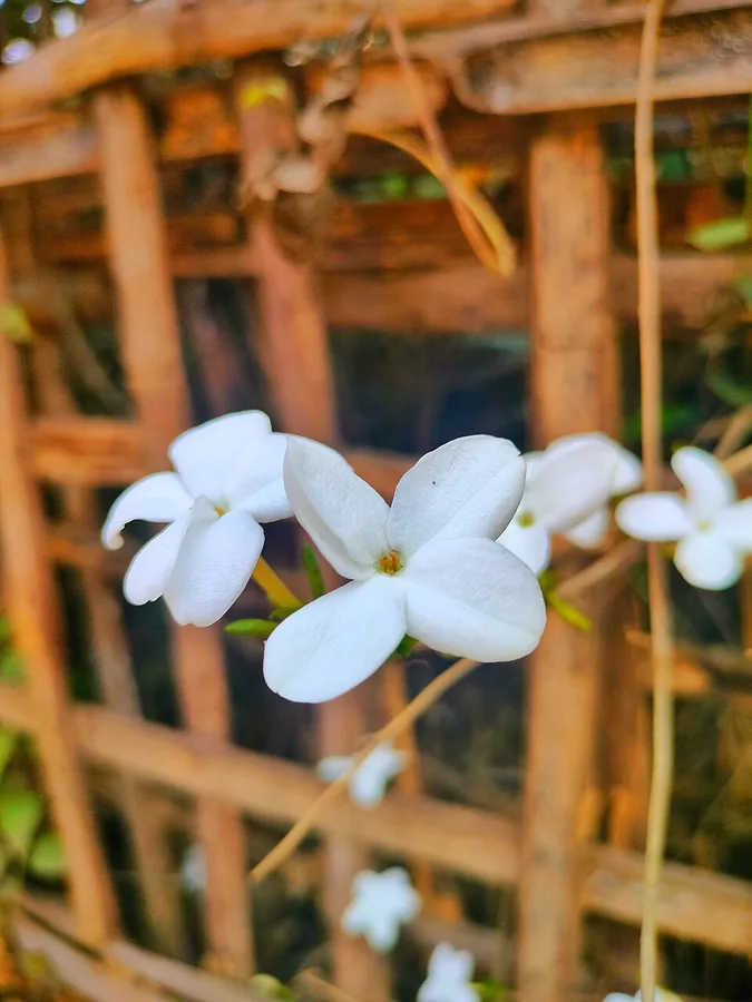 Common Jasmine