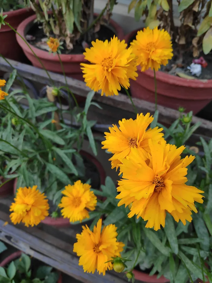 Coreopsis