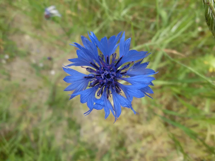 Cornflower