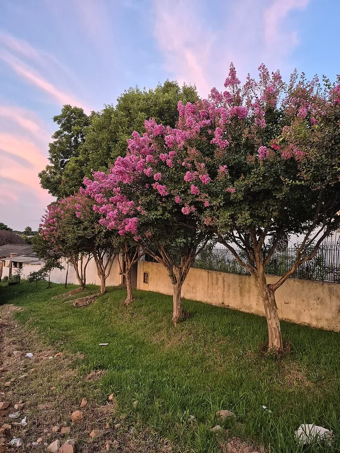 Crepe Myrtle