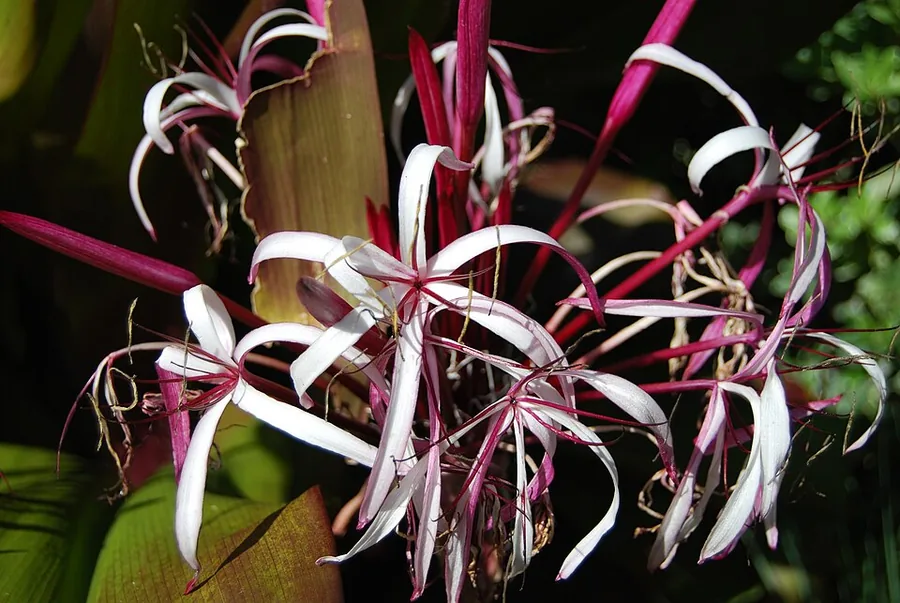 Crinum Lily