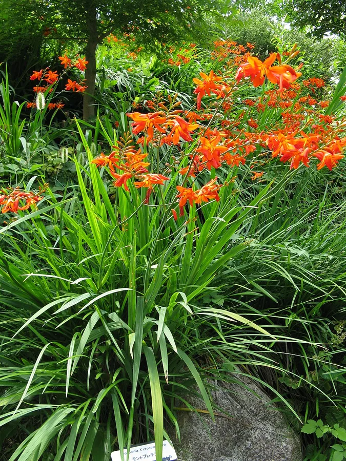 Montbretia