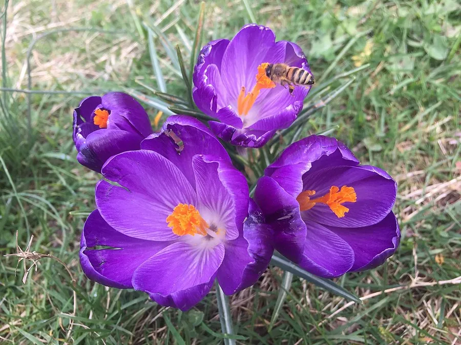 Spring Crocus
