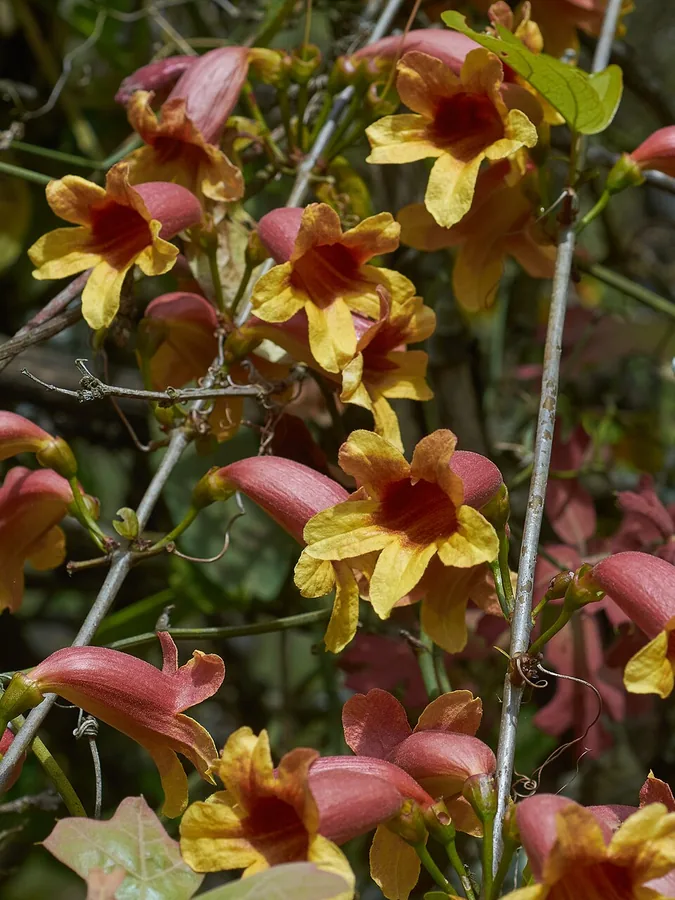 Crossvine