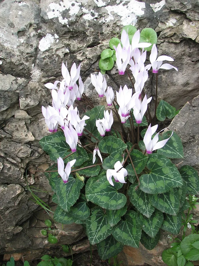 Florist's Cyclamen