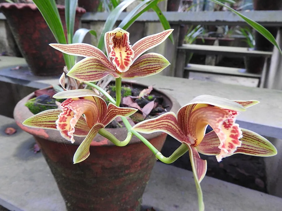 Cymbidium Orchid