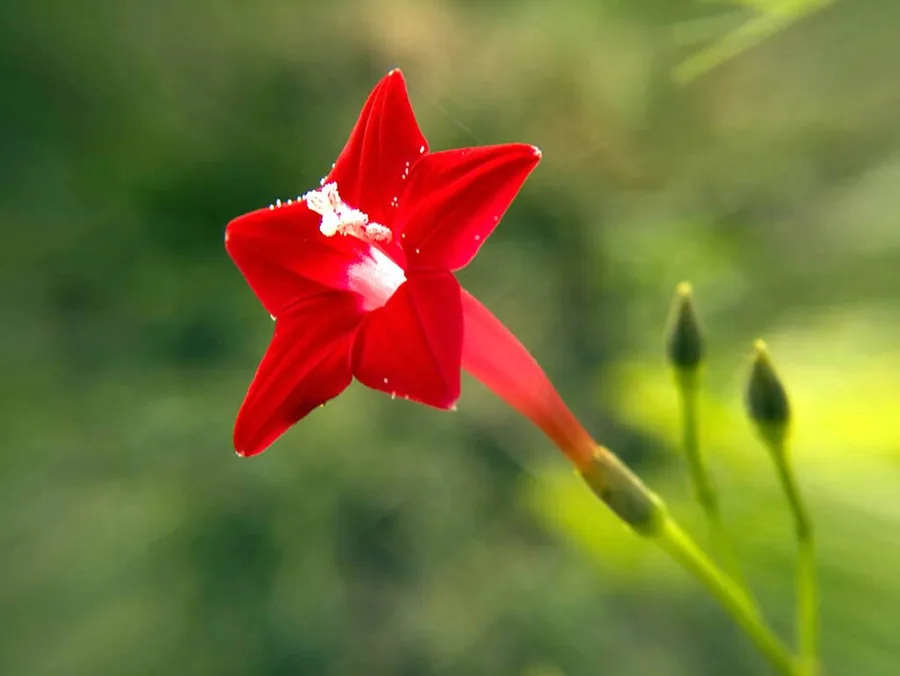 Cypress Vine