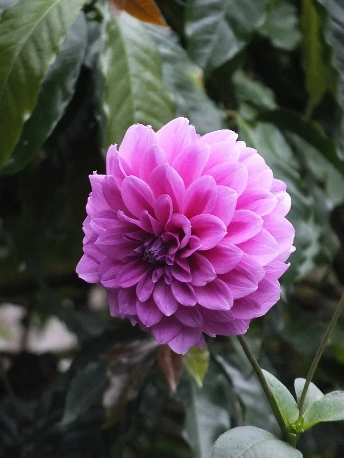Dahlia