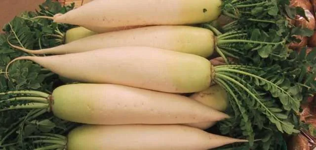 Daikon Radish