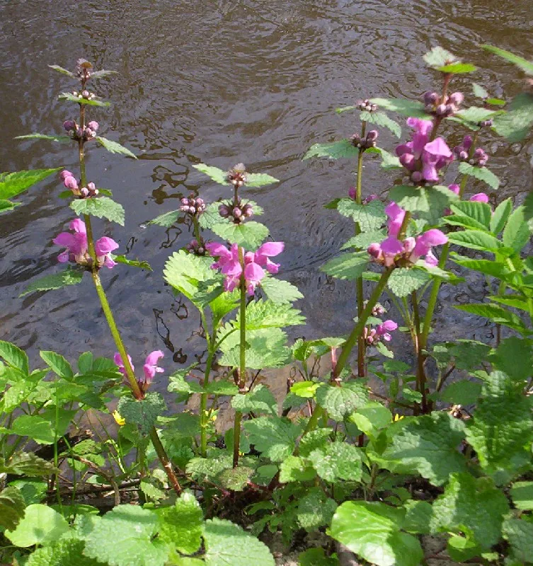 Spotted Dead Nettle