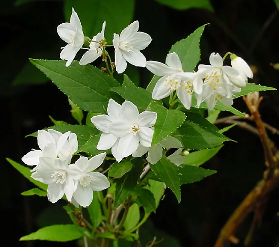 Slender Deutzia