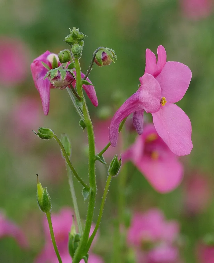 Diascia